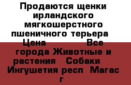 Продаются щенки ирландского мягкошерстного пшеничного терьера › Цена ­ 30 000 - Все города Животные и растения » Собаки   . Ингушетия респ.,Магас г.